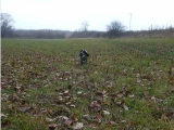 Vincent quail retrieving