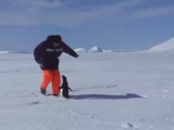 Támad a pingvin