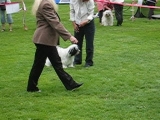 Tibeti Terrier biralatok,CAC Strázsa Népliget...