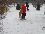 Beni, Dani és Böbe kutya  a hóban
