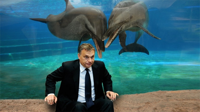 Zsiráfok, delfinek és vízilovak az Orbán elleni puccsban