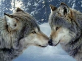 Azok a csodálatos farkasok