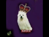 Spitz - 2012.01.20