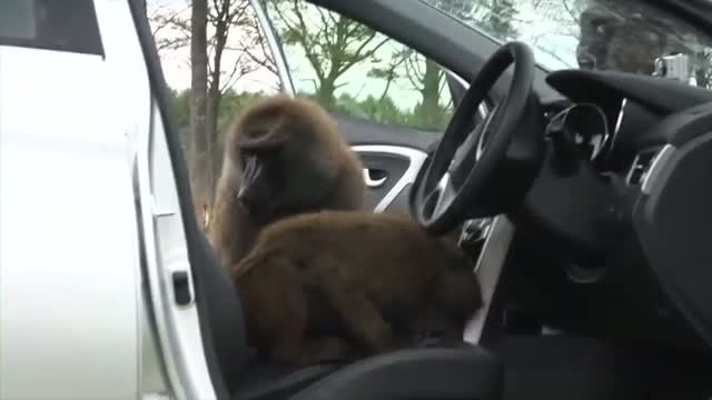 Majmok tesztelnek a Hyundainál