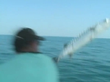 Húszkilós barrakuda ugrott a horgászhajóba