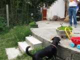 buborékot kergető kutya