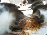 Pufi kiscicái első szilárd étkezése