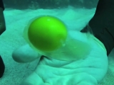 Mi történik a tojással a tengerben?
