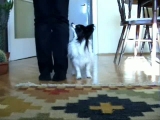Gizmo 8 hónapos - Dog dancing