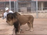 Így etess oroszlánt !
