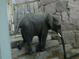 zuhanyozó elefánt