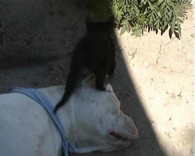 Cica-kutya barátság