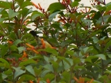 Afrikai bronzfényű nektármadár / Nectarinia...