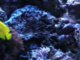 Meerwasseraquarium von agtkaab
