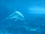 Játékos delfinek.