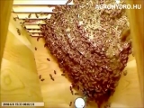méhek kaptárépítés közben