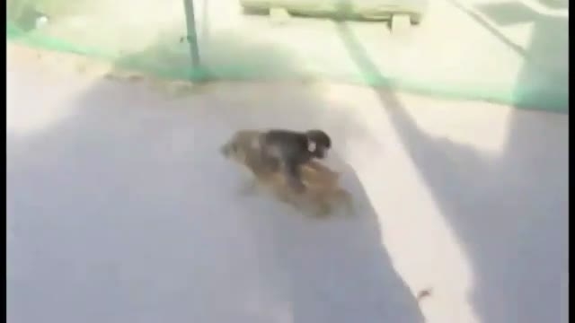 Bébi majom a malacon