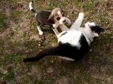 1 macska vs. 2 beagle