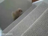 Új neki a lépcső