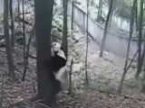 Beszari pandák