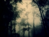 Dark forest in Exile