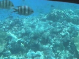 Hurghada Vörös tenger élővilága 2013 0001