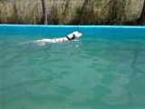 Kutya úsztató