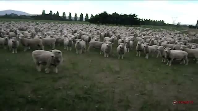 Sheep Protest! -  FREAKING HILARIOUS!!