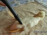 Vacuuming My Duck
