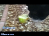 Kutya almát és paradicsomot eszik HD