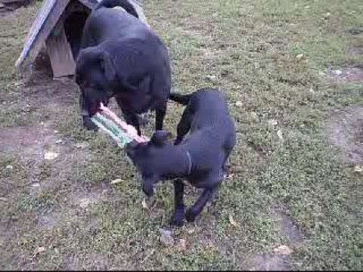 Bonnie boldog!