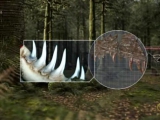 Sinornithosaurus