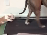 BANDIT- A pitbull kiskutya és a futópad