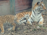 3 hónapos tigriskölykök a Budapesti Állatkertben