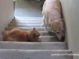 Cicák vs kutyák