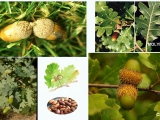 Természetismeret - Erdő - fás szárú növények -...