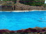 30.nap Delfinshow ízelítő - Loro Parque