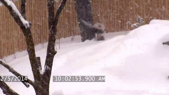 A pandák imádják a havat