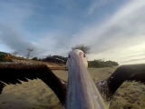 GoPro pelikán