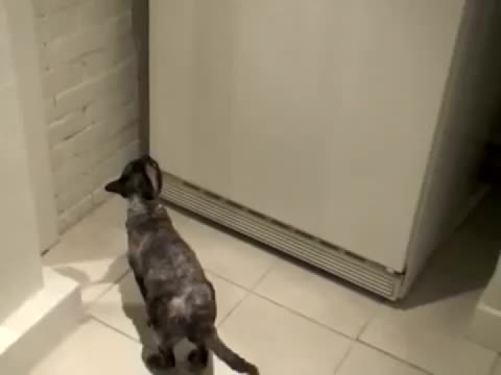 Ravasz macska kinyitja a mélyhűtőt