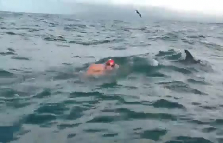 Delfinek védték Adam Walkert a cápáktól