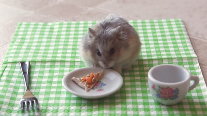 Tiny az apró hörcsög pici pizzát eszik