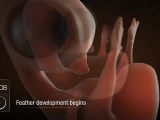 A baromfi-embrió 21 napos fejlődése [www...