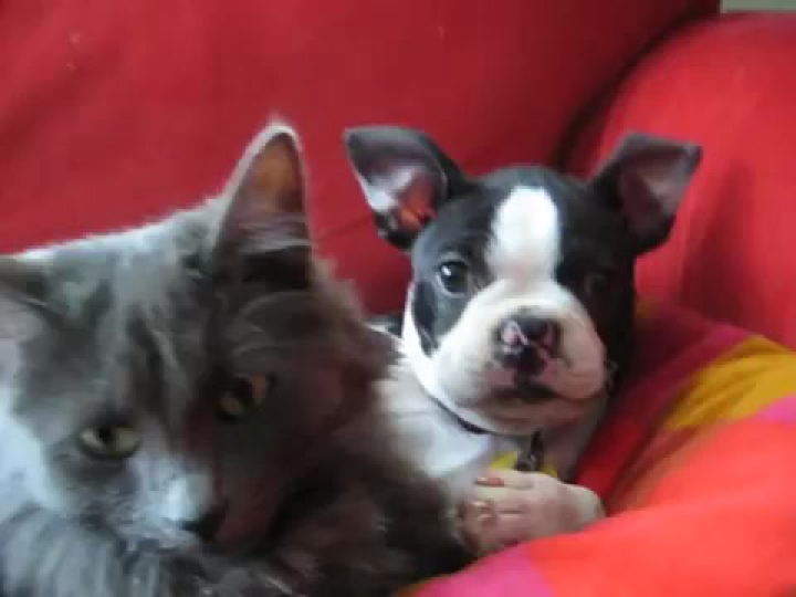 Boston Terrier vs cica