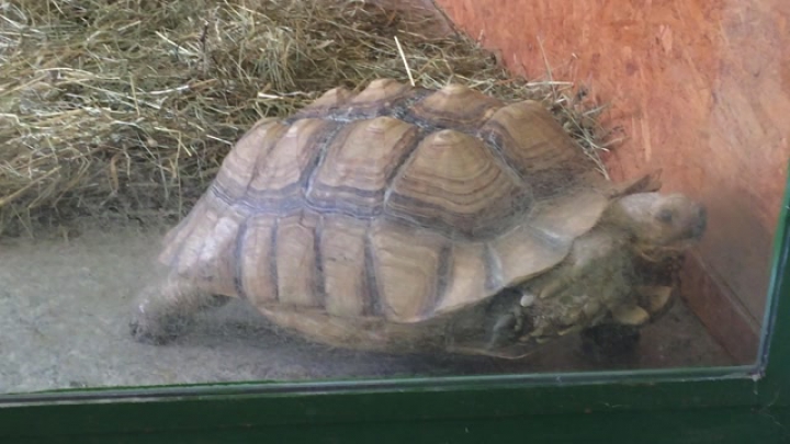 Teknős a balatonszárszói Krokodil Zoo-ban