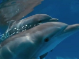 Delfines kaland 2 szinkronos előzetes