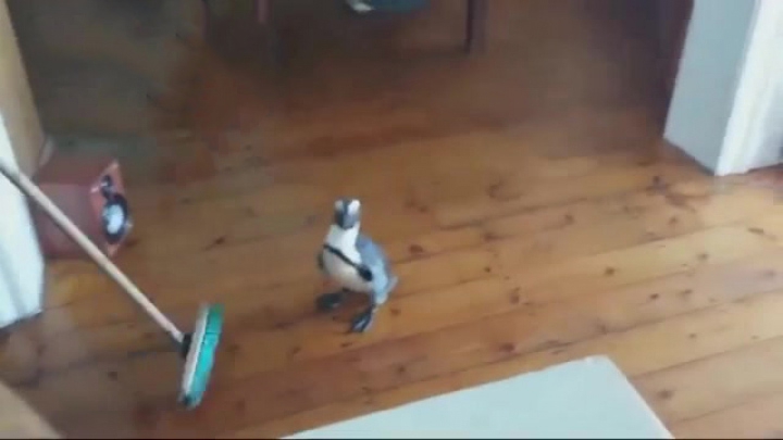 Pingvin sétált a szállodába