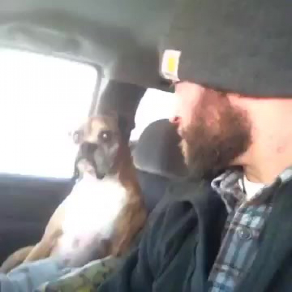 Собака пассажир. Пёс пассажир. Пёс 6 пассажир. The Dog slapped man.