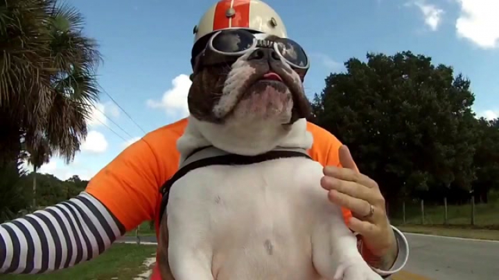 A legmenőbb buldog a világon
