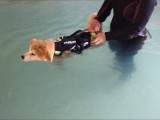 Hiruko úszni tanul! :)